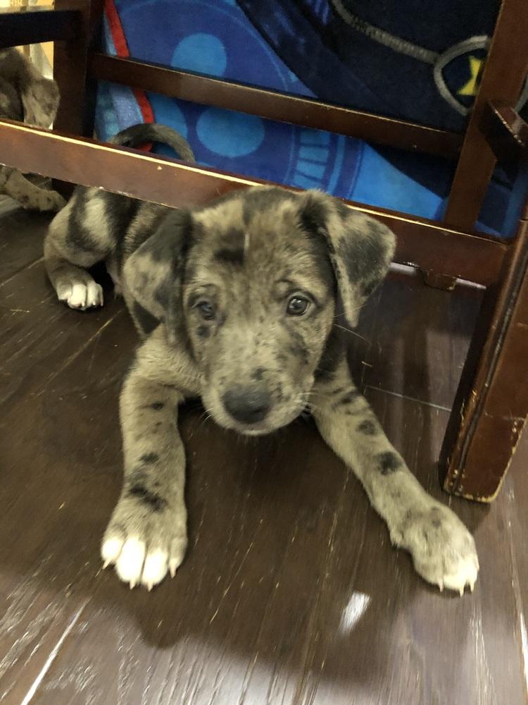 Enlarge Bishai / Archie, a Adoptable mixed breed in Broomfield, CO image 3/6