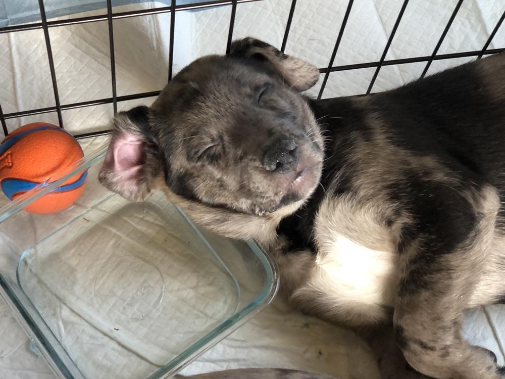 Enlarge Bishai / Archie, a Adoptable mixed breed in Broomfield, CO image 4/6