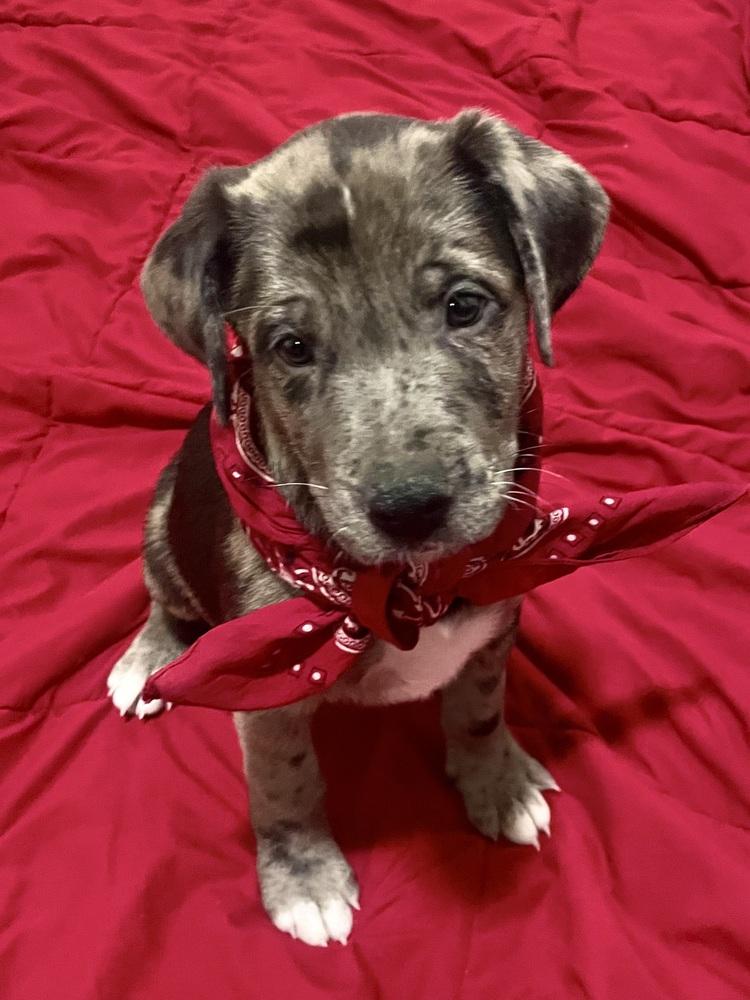 Enlarge Bishai / Archie, a Adoptable mixed breed in Broomfield, CO image 6/6