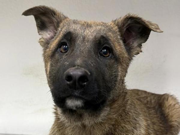 Enlarge Centimeter, a Adoptable mixed breed in Portland, OR image 1/1