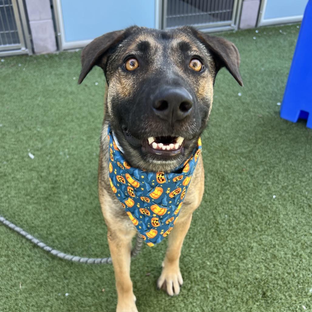 Delphine thumbnail 4