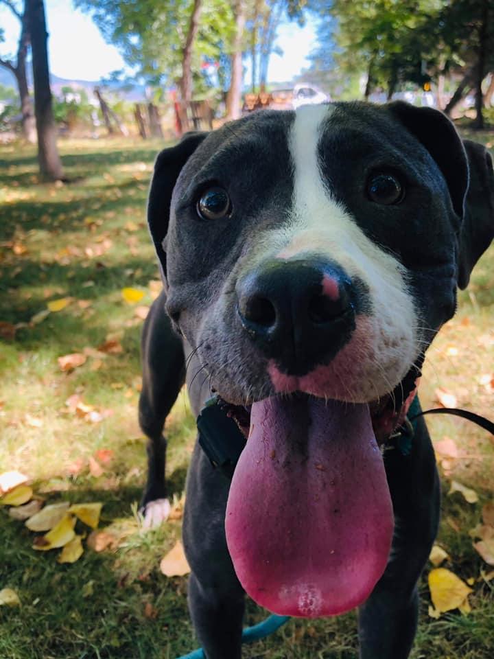 Enlarge Daisy, a Adopted mixed breed in Central Point, OR image 1/1