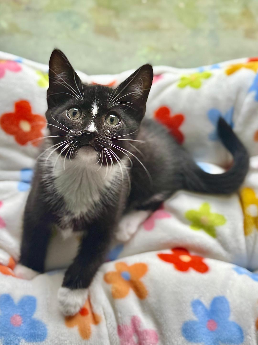 Orville, Baby Male Domestic Short Hair