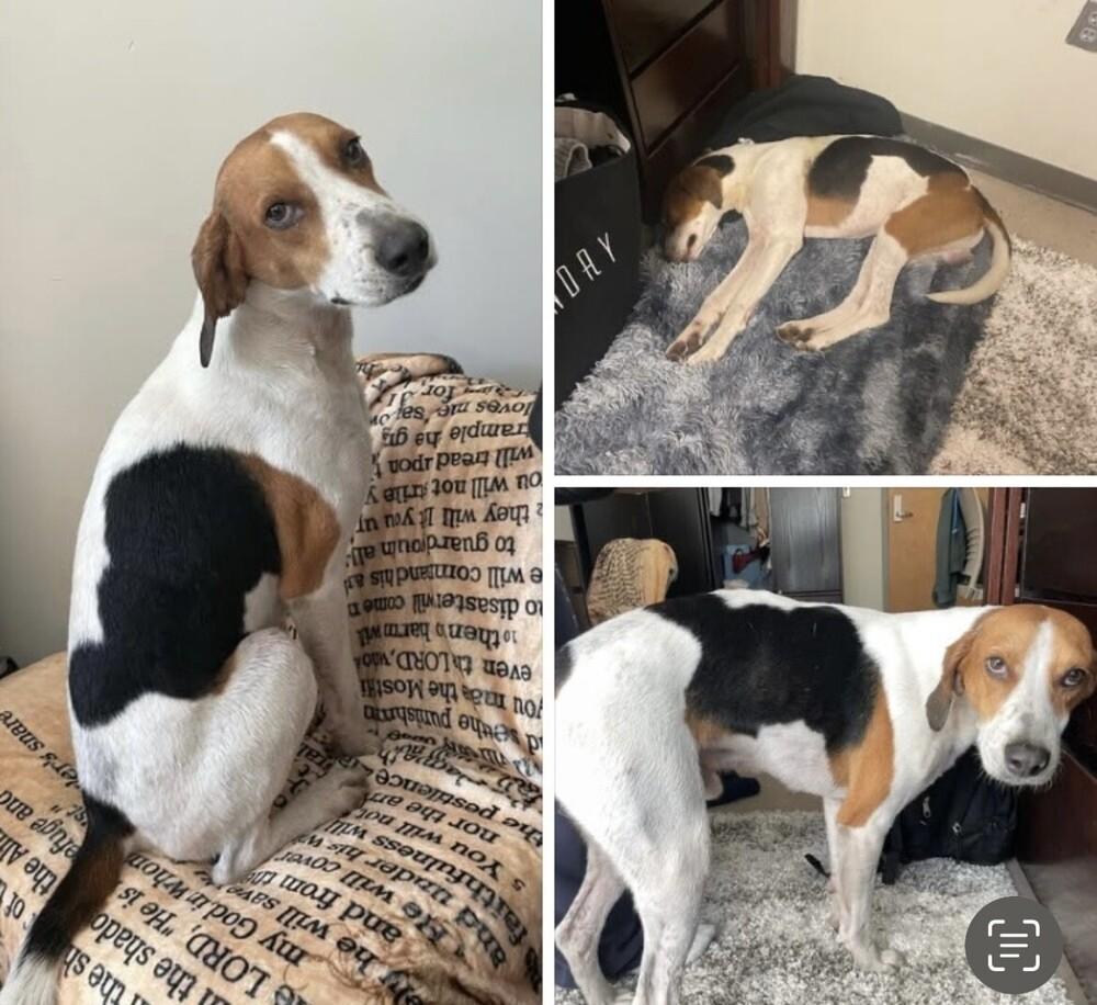 Boone, Adoptable, Young Male Foxhound.