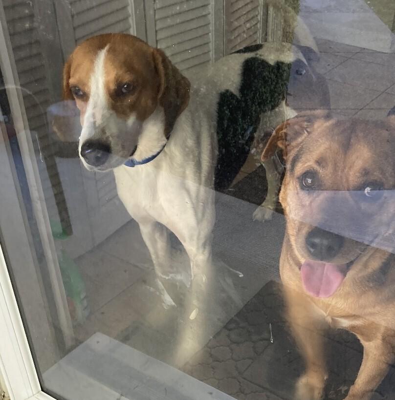 Enlarge Boone, a Adoptable mixed breed in Washington, DC image 2/5