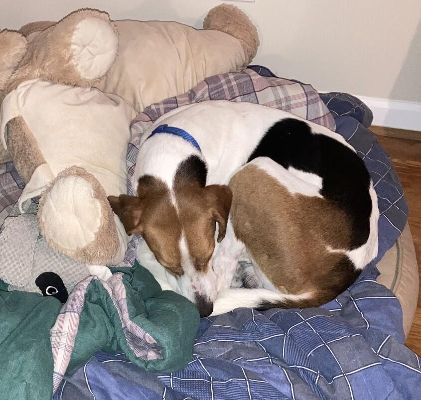 Enlarge Boone, a Adoptable mixed breed in Washington, DC image 3/5