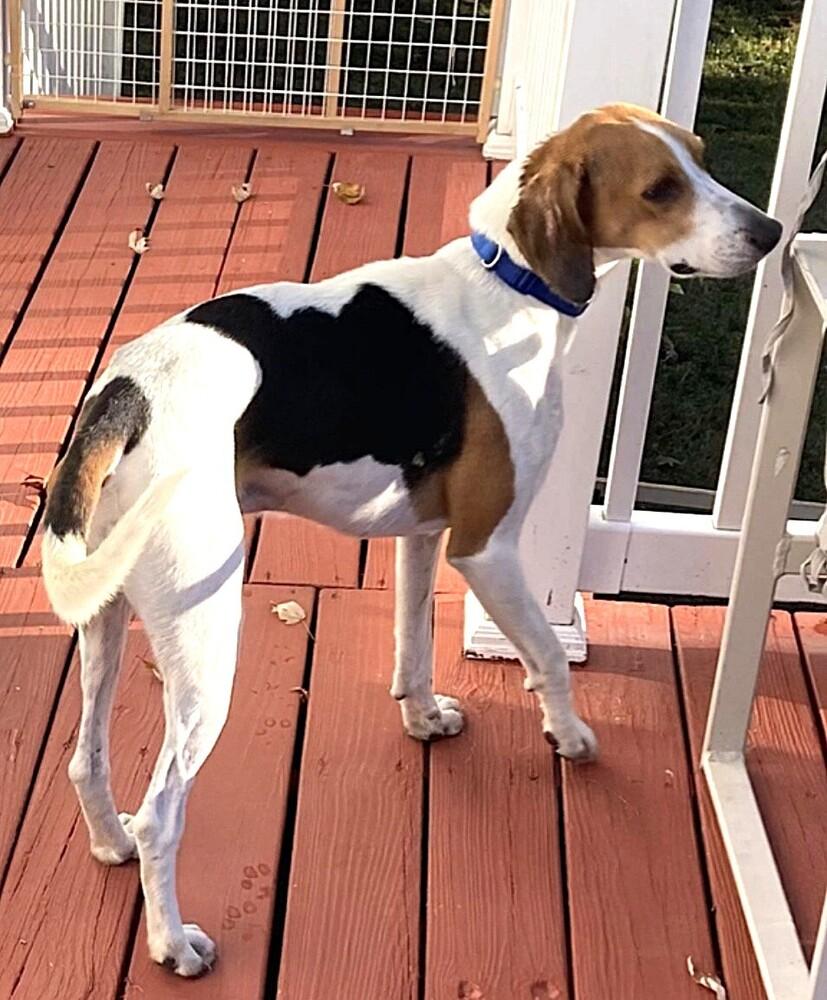 Enlarge Boone, a Adoptable mixed breed in Washington, DC image 4/5