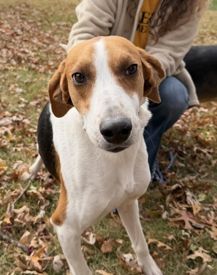 Enlarge Boone, a Adoptable mixed breed in Washington, DC image 5/5