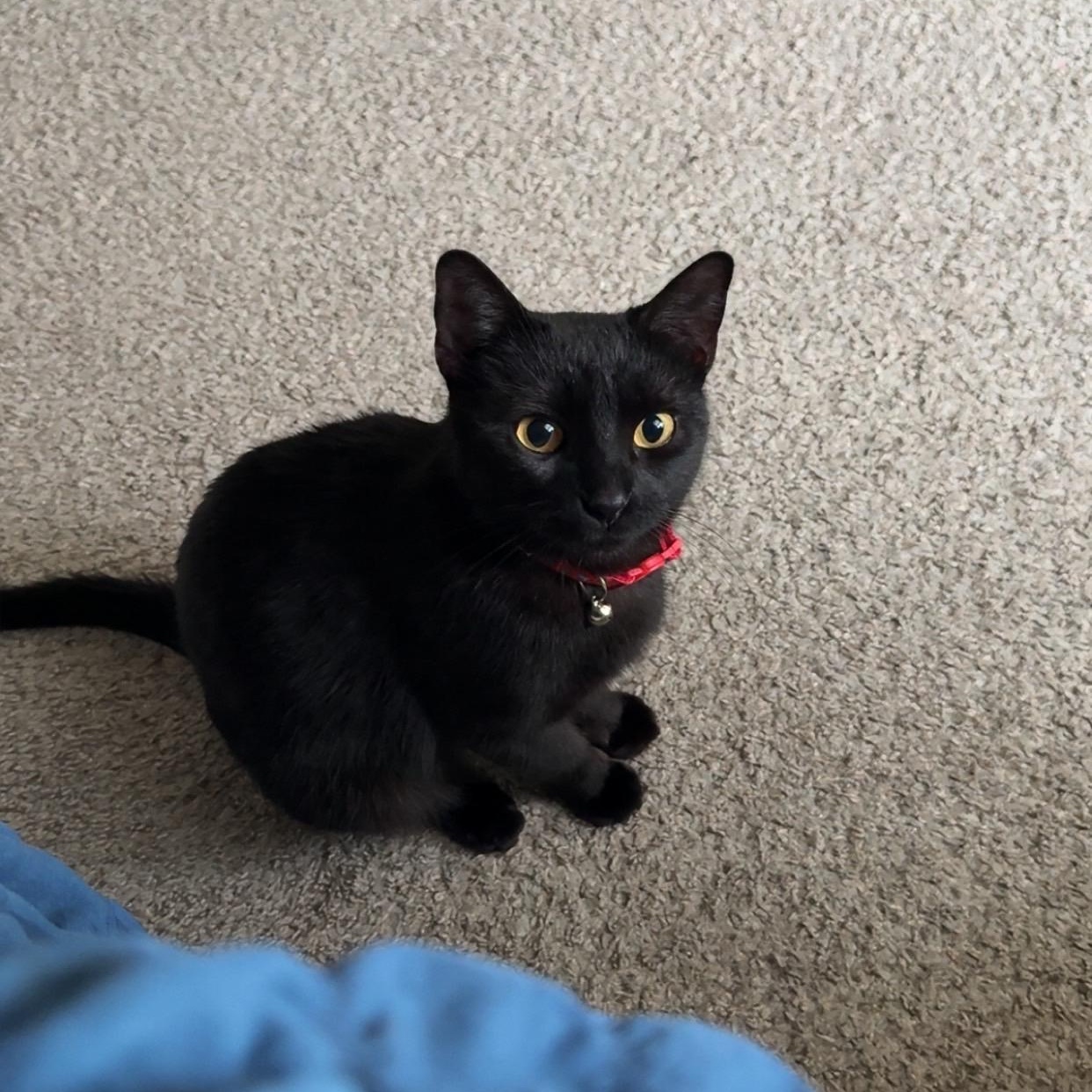 Enlarge Jelly Bean, a ADOPTABLE mixed breed in Fort Collins, CO image 2/5