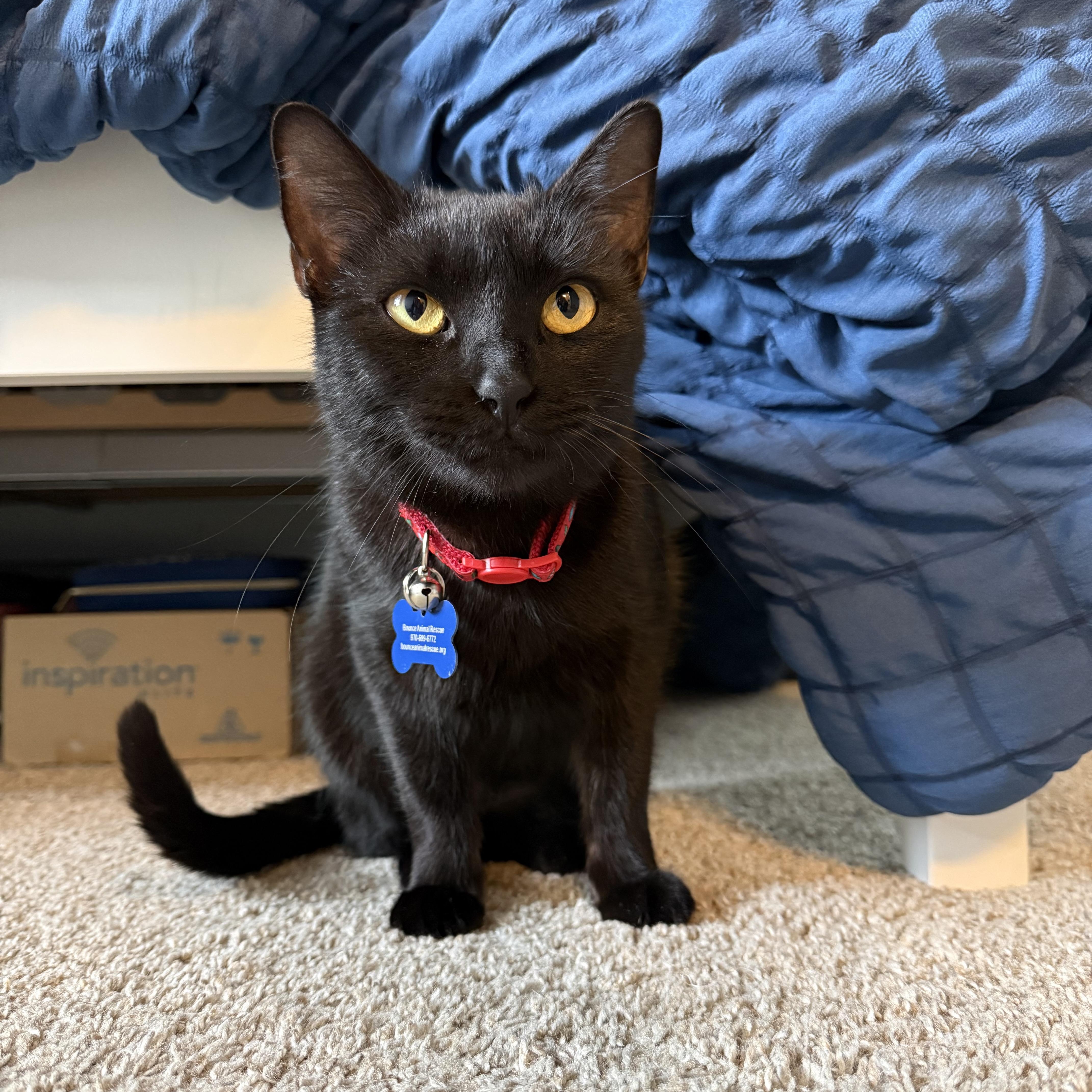 Jelly Bean, ADOPTABLE, Adult Female Domestic Short Hair.