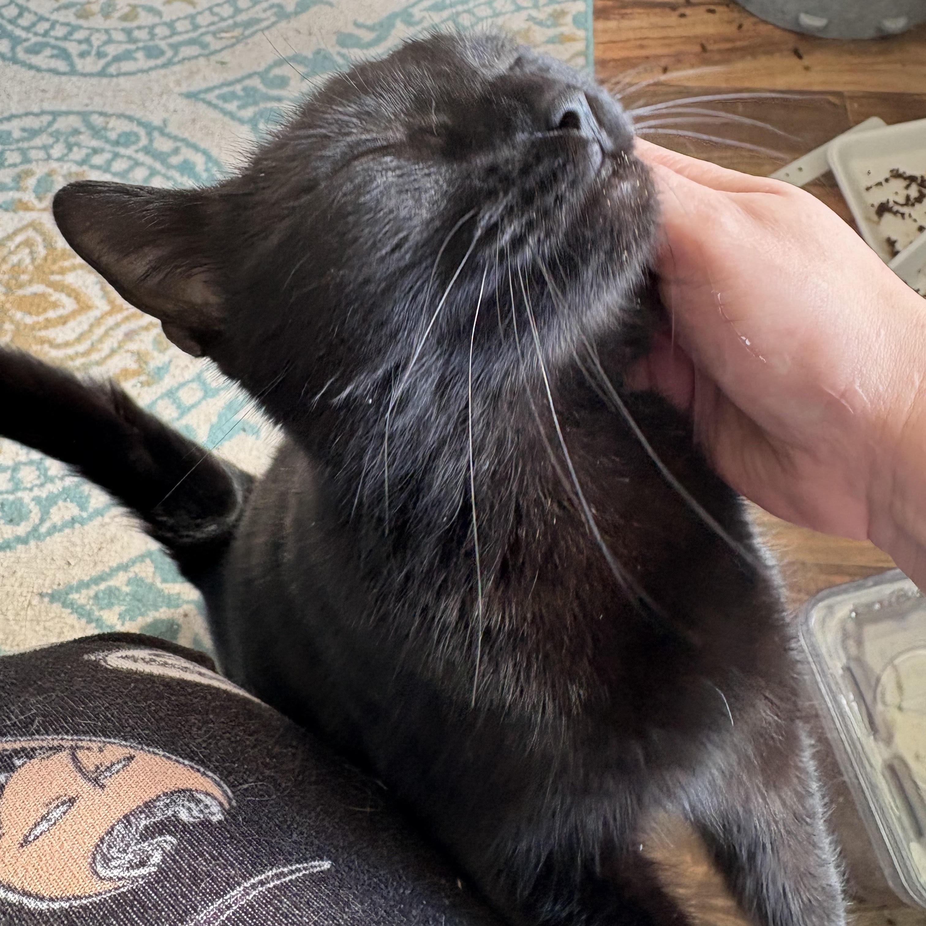 Enlarge Jelly Bean, a ADOPTABLE mixed breed in Fort Collins, CO image 4/5