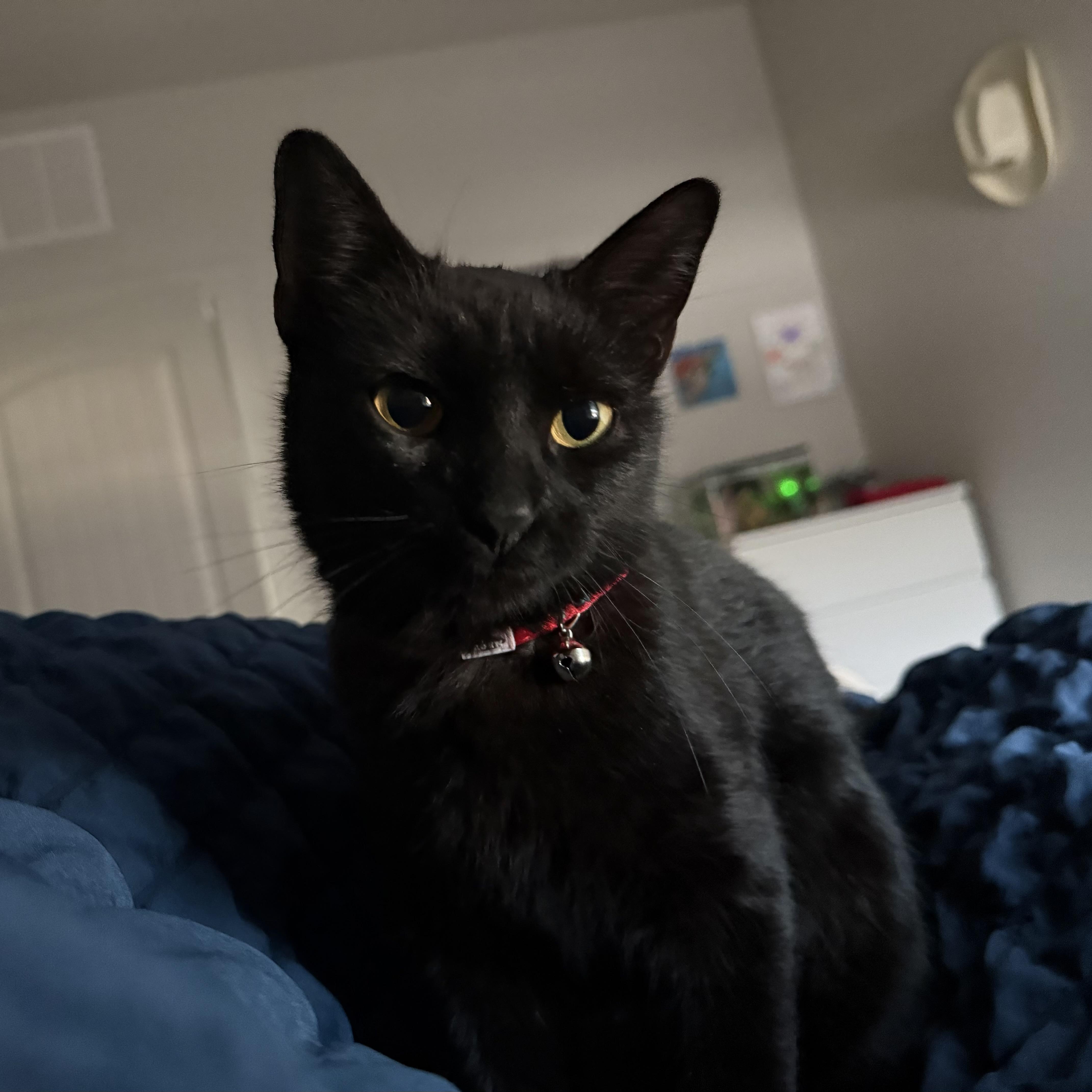 Enlarge Jelly Bean, a ADOPTABLE mixed breed in Fort Collins, CO image 5/5