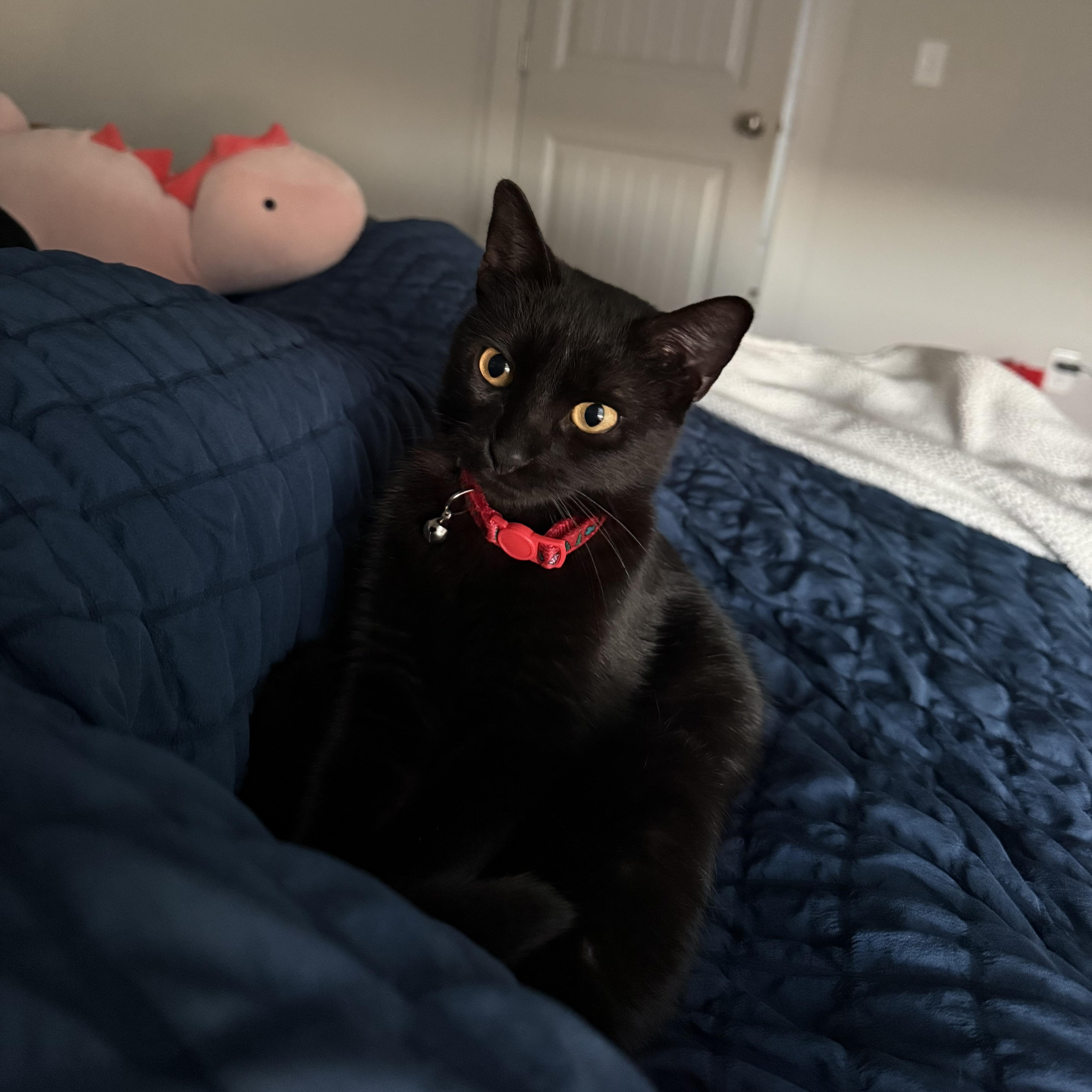 Enlarge Jelly Bean, a ADOPTABLE mixed breed in Fort Collins, CO image 3/5