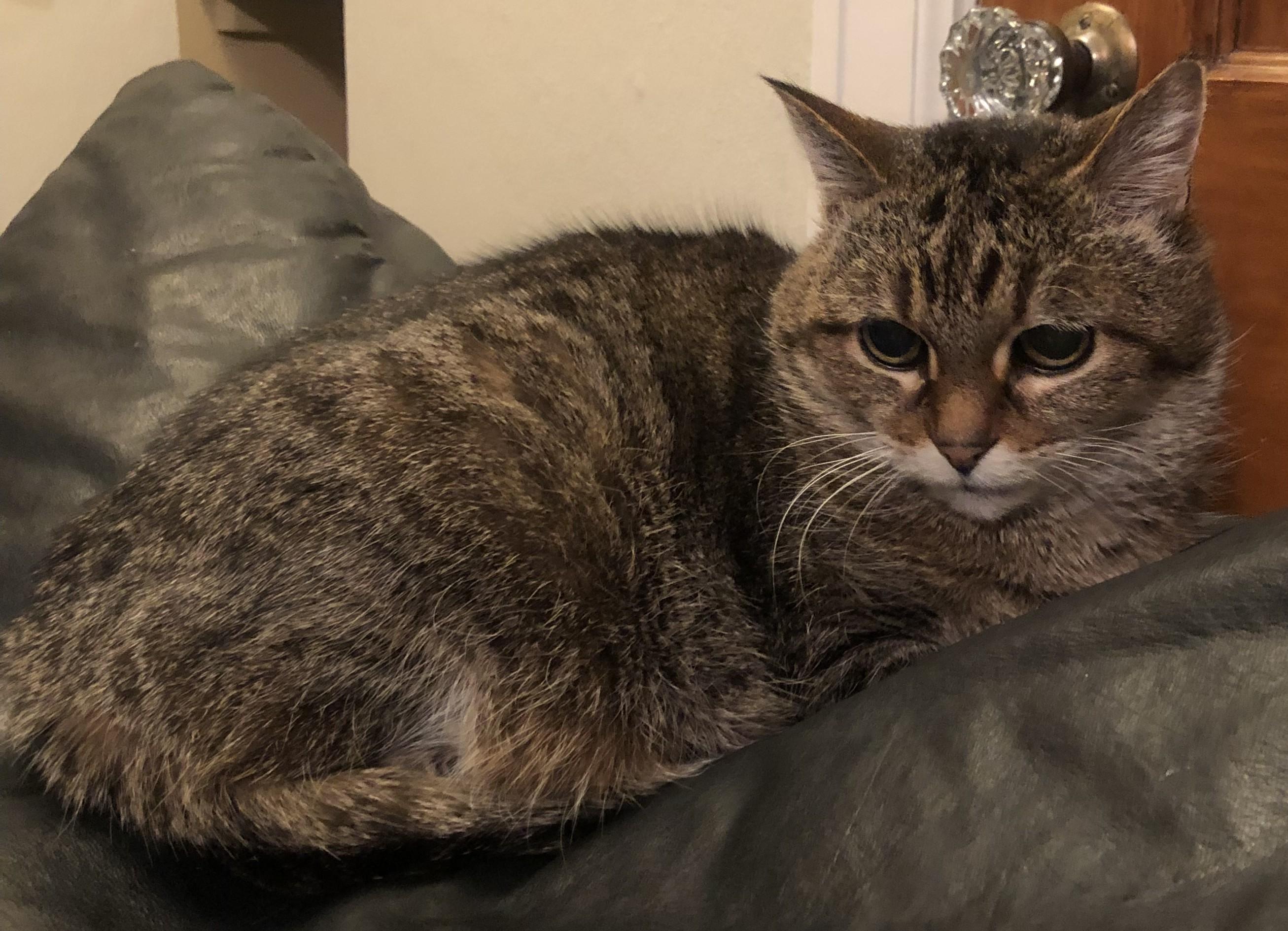 Enlarge Kiko26, a ADOPTABLE Domestic Short Hair in Milwaukee, WI image 2/4