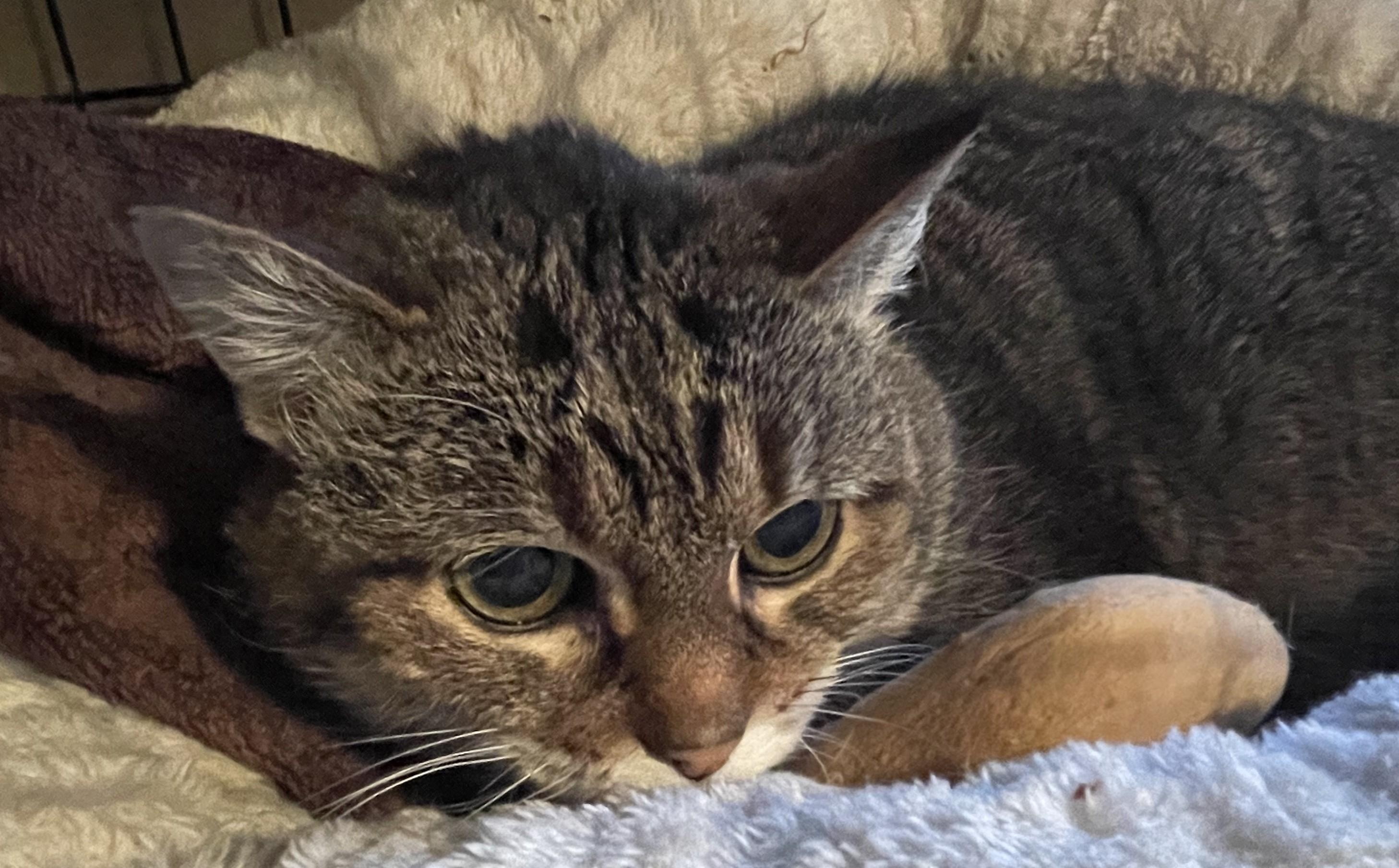 Enlarge Kiko26, a ADOPTABLE Domestic Short Hair in Milwaukee, WI image 4/4