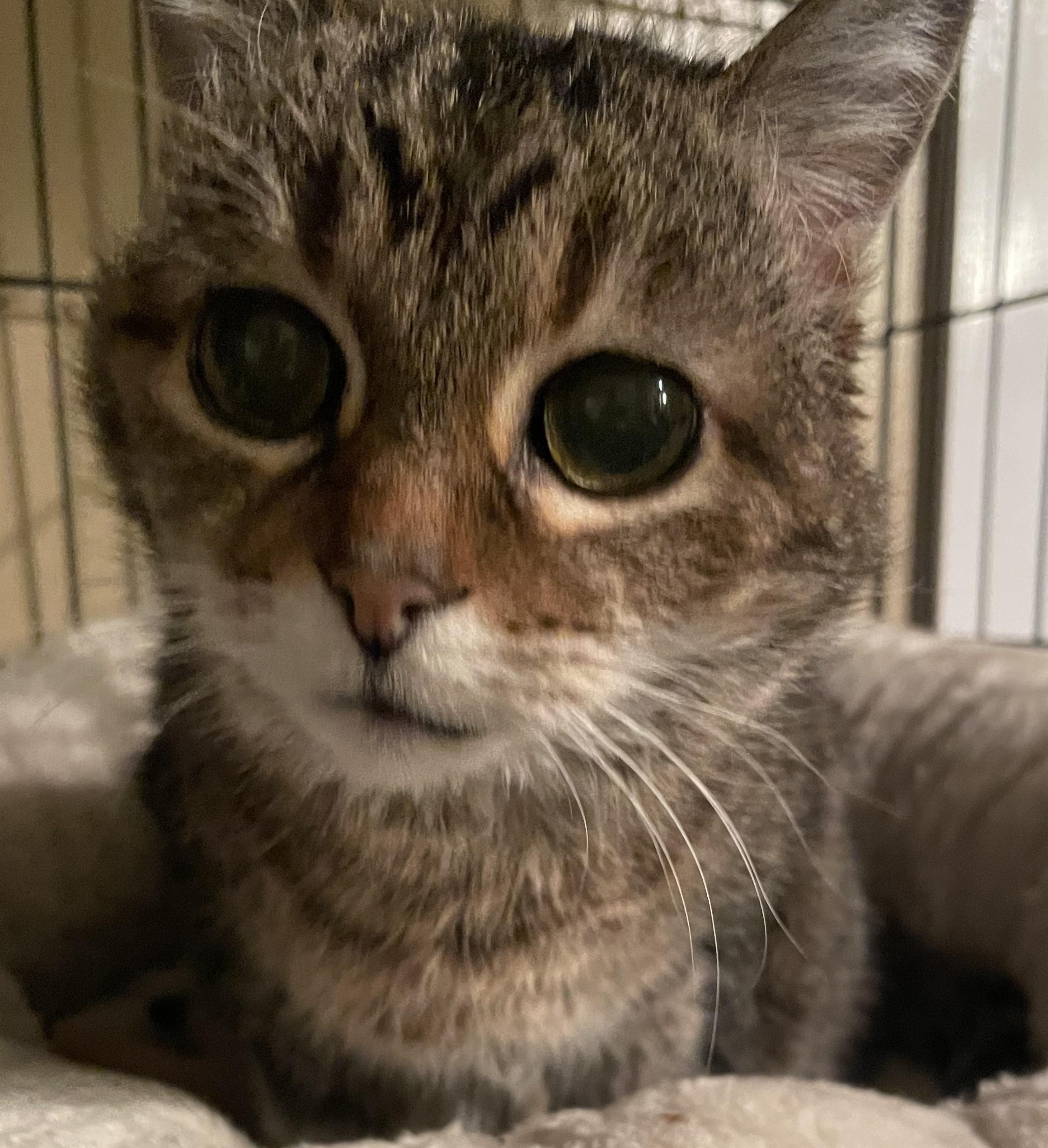 Enlarge Kiko26, a ADOPTABLE Domestic Short Hair in Milwaukee, WI image 3/4