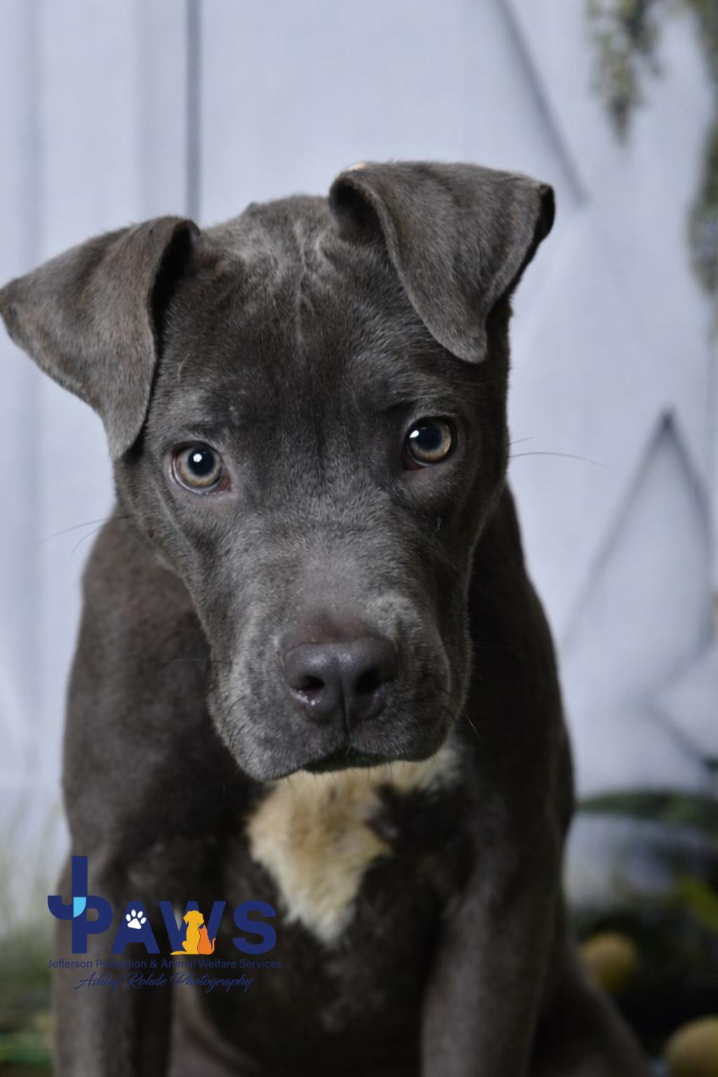 Mighty 60155317, ADOPTABLE, Young Male Mixed Breed.