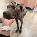 Enlarge Mighty 60155317, a ADOPTABLE Mixed Breed in Harvey , LA image 1/1