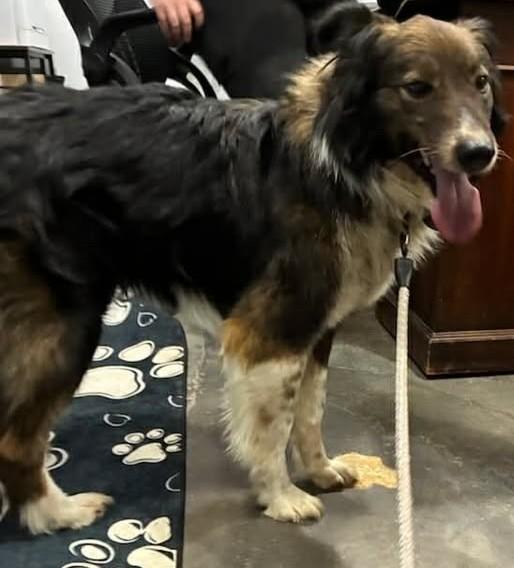 Enlarge Susie, a ADOPTABLE mixed breed in Munfordville, KY image 2/2