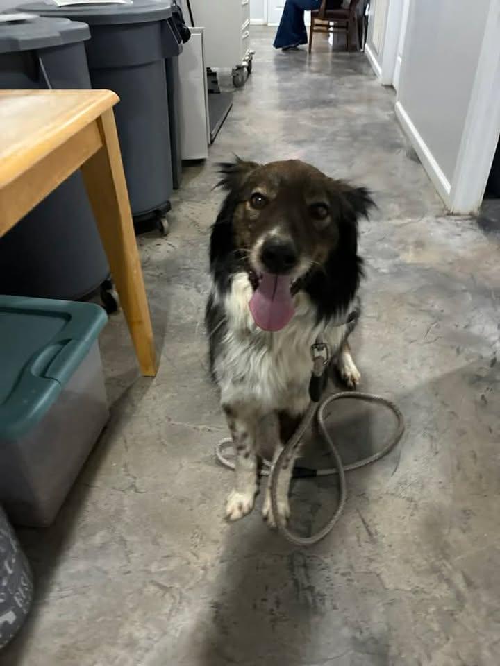 Enlarge Susie, a ADOPTABLE mixed breed in Munfordville, KY image 1/2