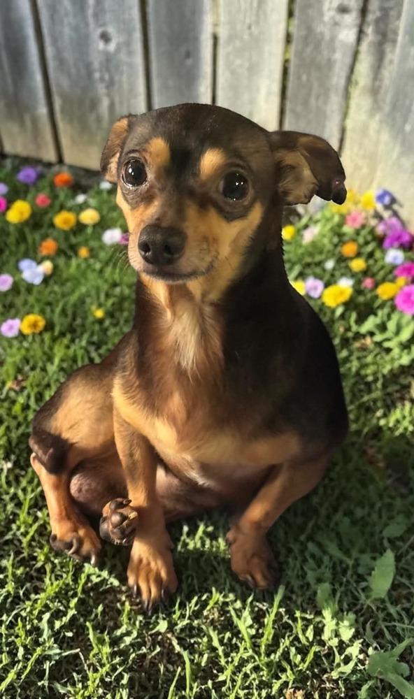 Sullivan, a Adoptable mixed breed in San Francisco, CA image 2/5
