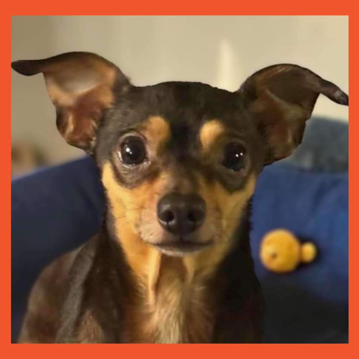 Sullivan, Adoptable, Adult Male Chihuahua.