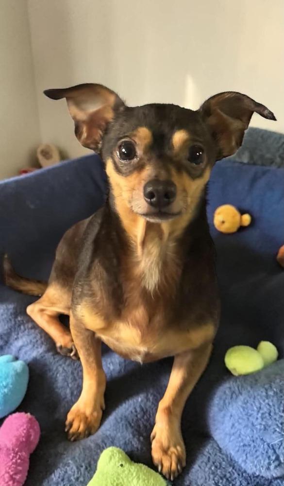 Sullivan, a Adoptable mixed breed in San Francisco, CA image 3/5