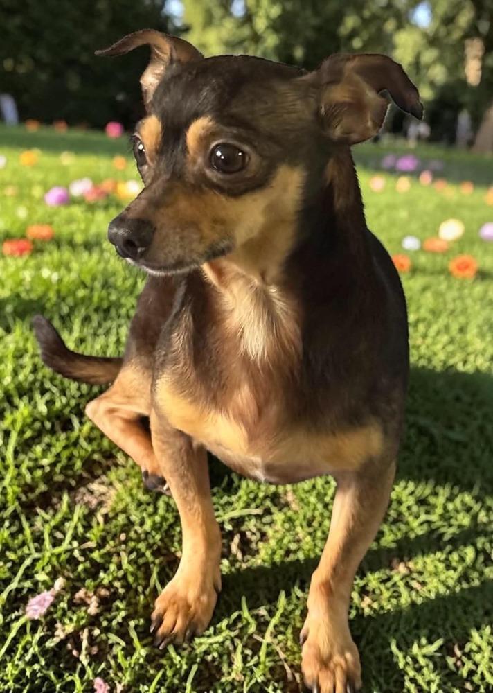Sullivan, a Adoptable mixed breed in San Francisco, CA image 4/5