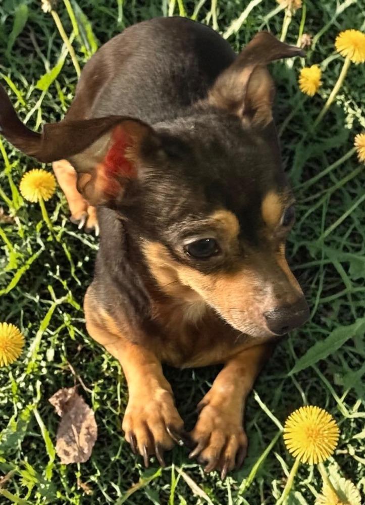 Sullivan, a Adoptable mixed breed in San Francisco, CA image 5/5
