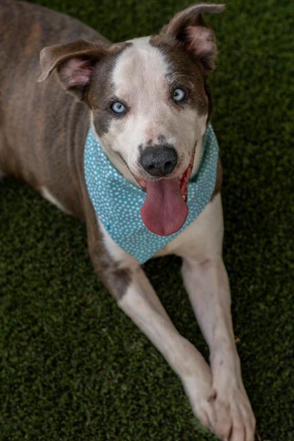 POSSUM, Adoptable, Adult Male Pit Bull Terrier.