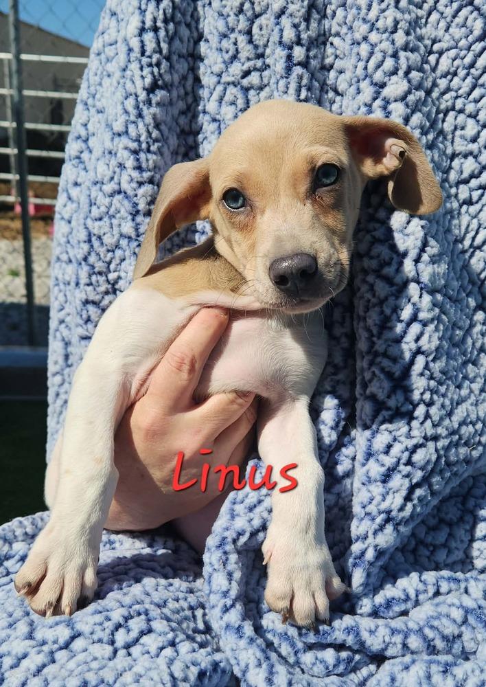Enlarge Linus, a Adoptable mixed breed in Waterloo, IL image 1/2