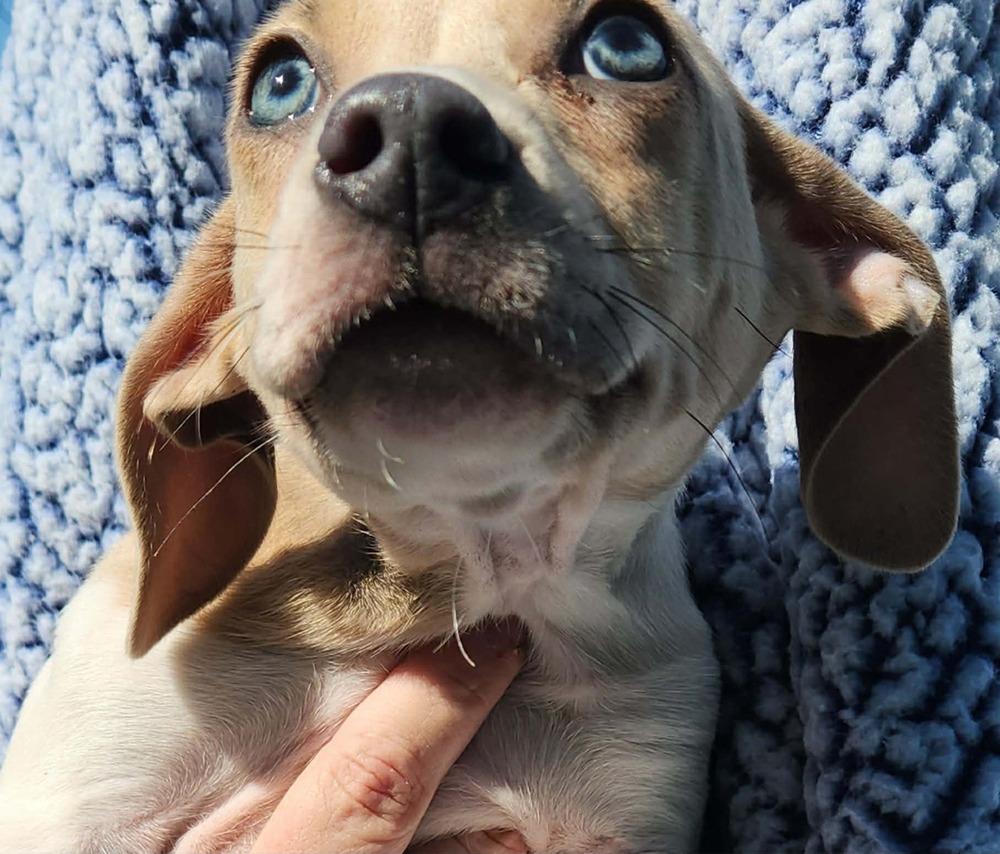 Enlarge Linus, a Adoptable mixed breed in Waterloo, IL image 2/2