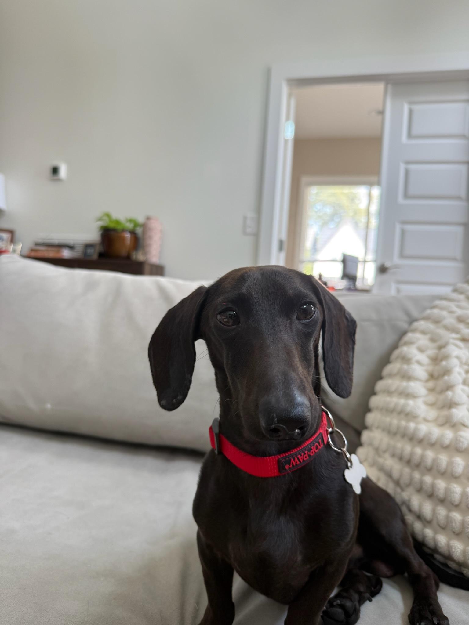 Enlarge Louie, a Adoptable mixed breed in Nashville, TN image 4/5