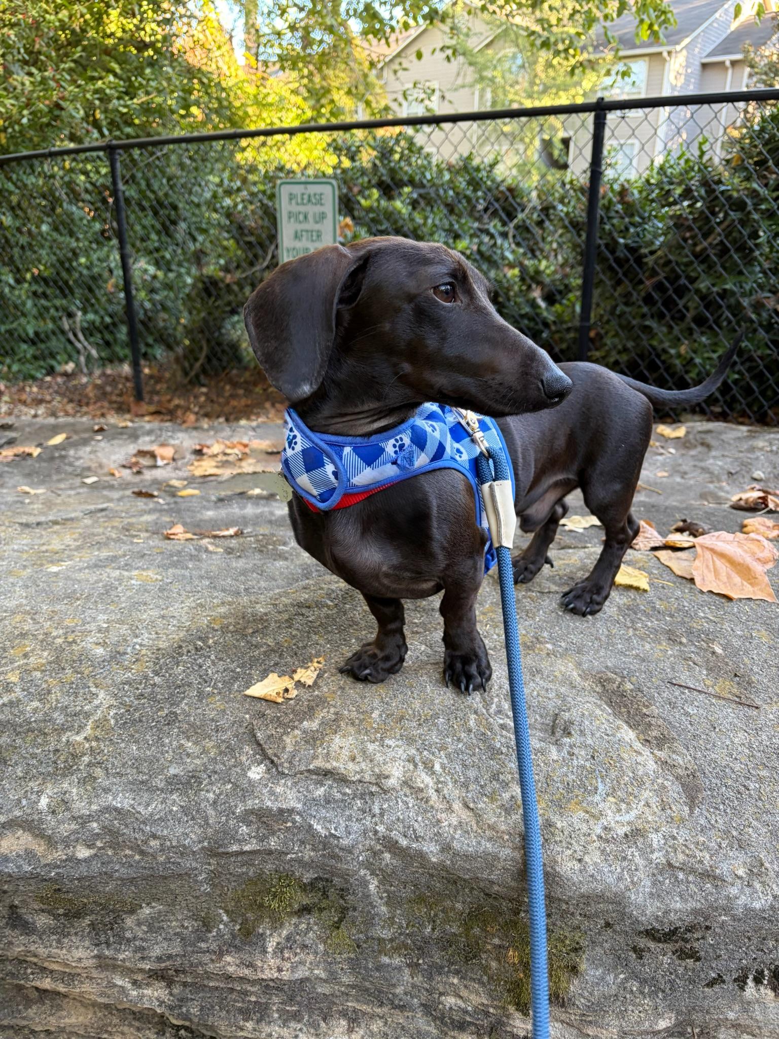 Enlarge Louie, a Adoptable mixed breed in Nashville, TN image 2/5