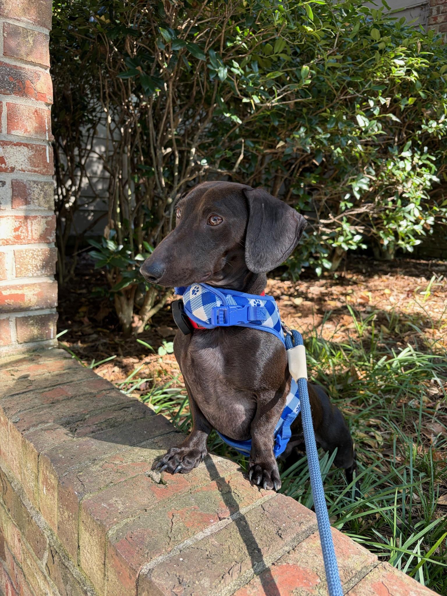 Enlarge Louie, a Adoptable mixed breed in Nashville, TN image 3/5