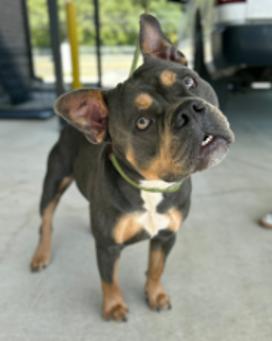 Enlarge Baloo, a Adoptable mixed breed in Appleton, WI image 1/1