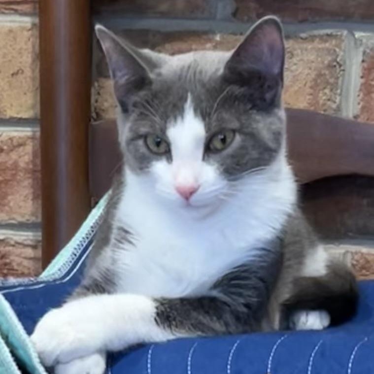 Gunther, an adoptable Domestic Short Hair in Johnson City, TN image 1/4