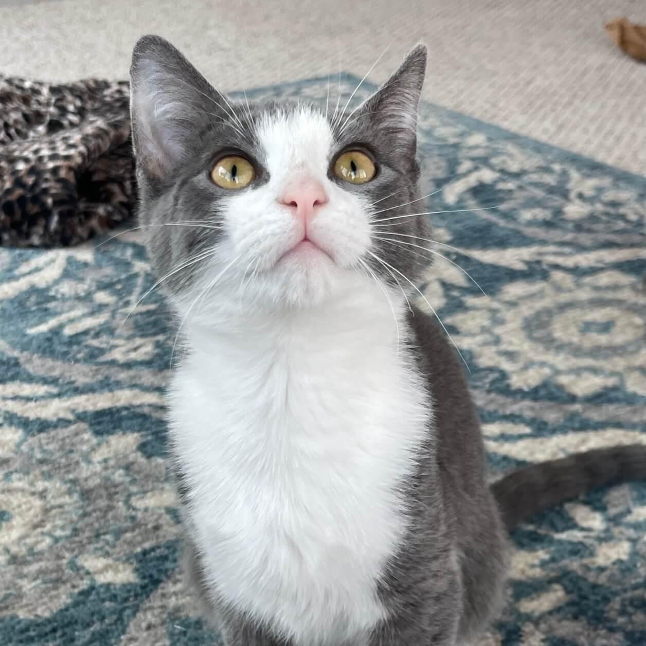 Gunther, an adoptable Domestic Short Hair in Johnson City, TN image 4/4