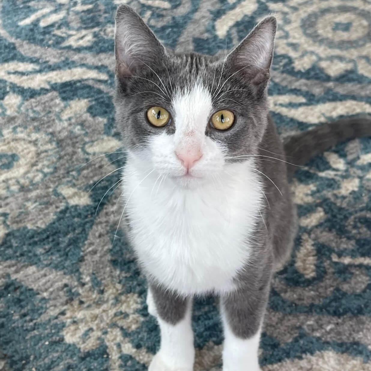 Gunther, an adoptable Domestic Short Hair in Johnson City, TN image 2/4