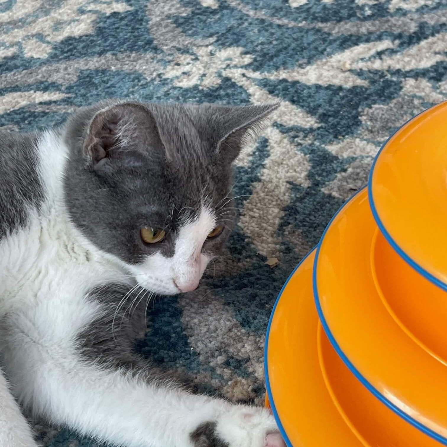 Gunther, an adoptable Domestic Short Hair in Johnson City, TN image 3/4