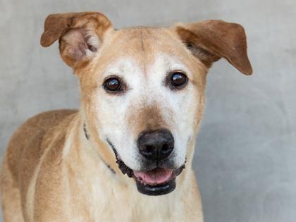Enlarge Lenny, a Adoptable mixed breed in Longmont, CO image 1/2