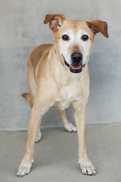 Enlarge Lenny, a Adoptable mixed breed in Longmont, CO image 2/2
