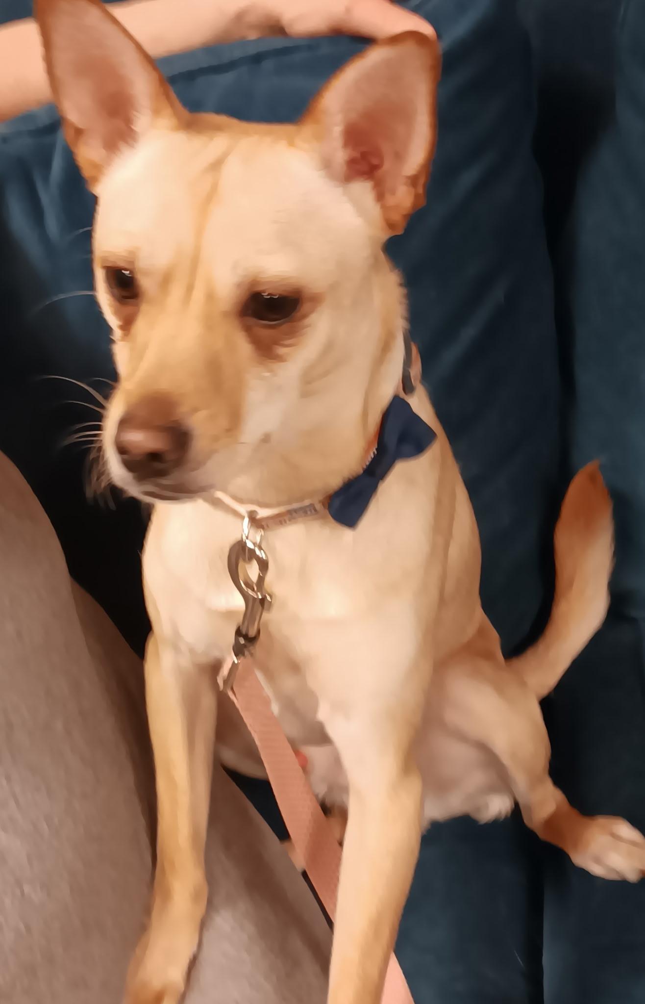Rocket, Adoptable, Young Male Chihuahua.