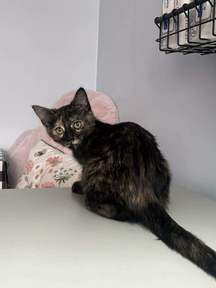 Yams, a Adoptable Domestic Short Hair in Plymouth, MN image 1/4