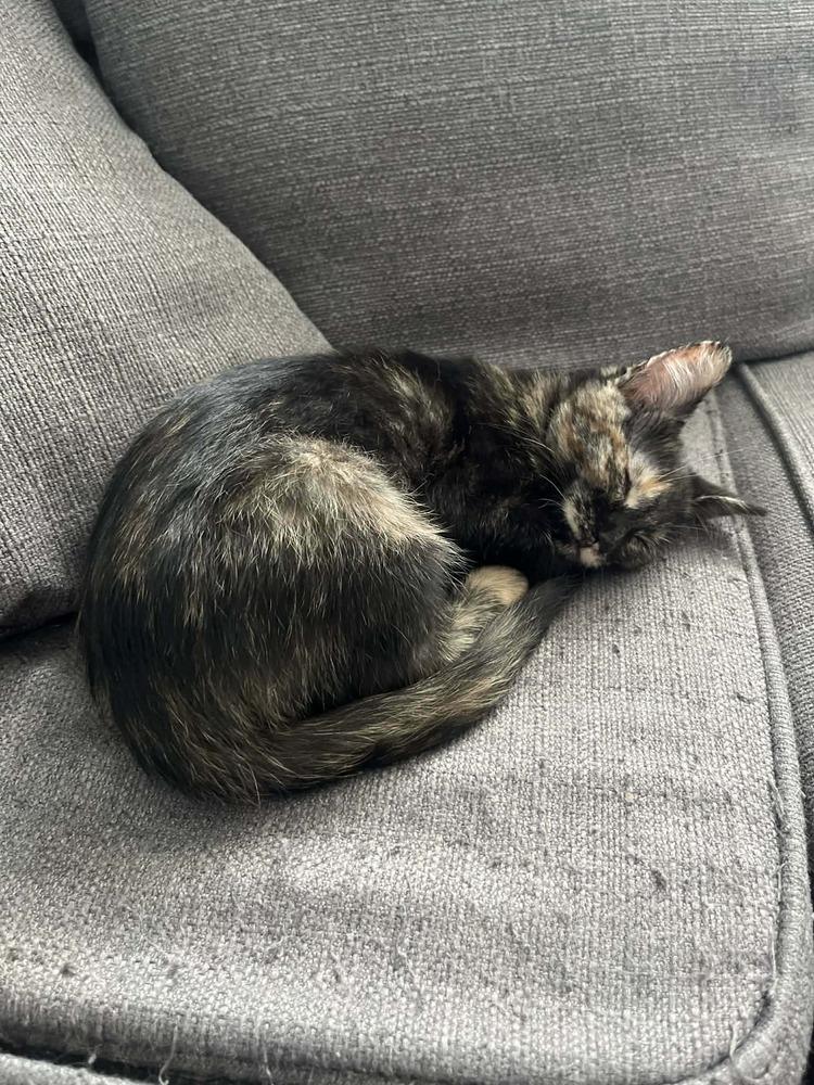 Yams, a Adoptable Domestic Short Hair in Plymouth, MN image 3/4