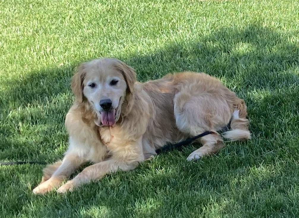 Enlarge Izzy, a Adopted Golden Retriever in Grand Rapids, MI image 1/3