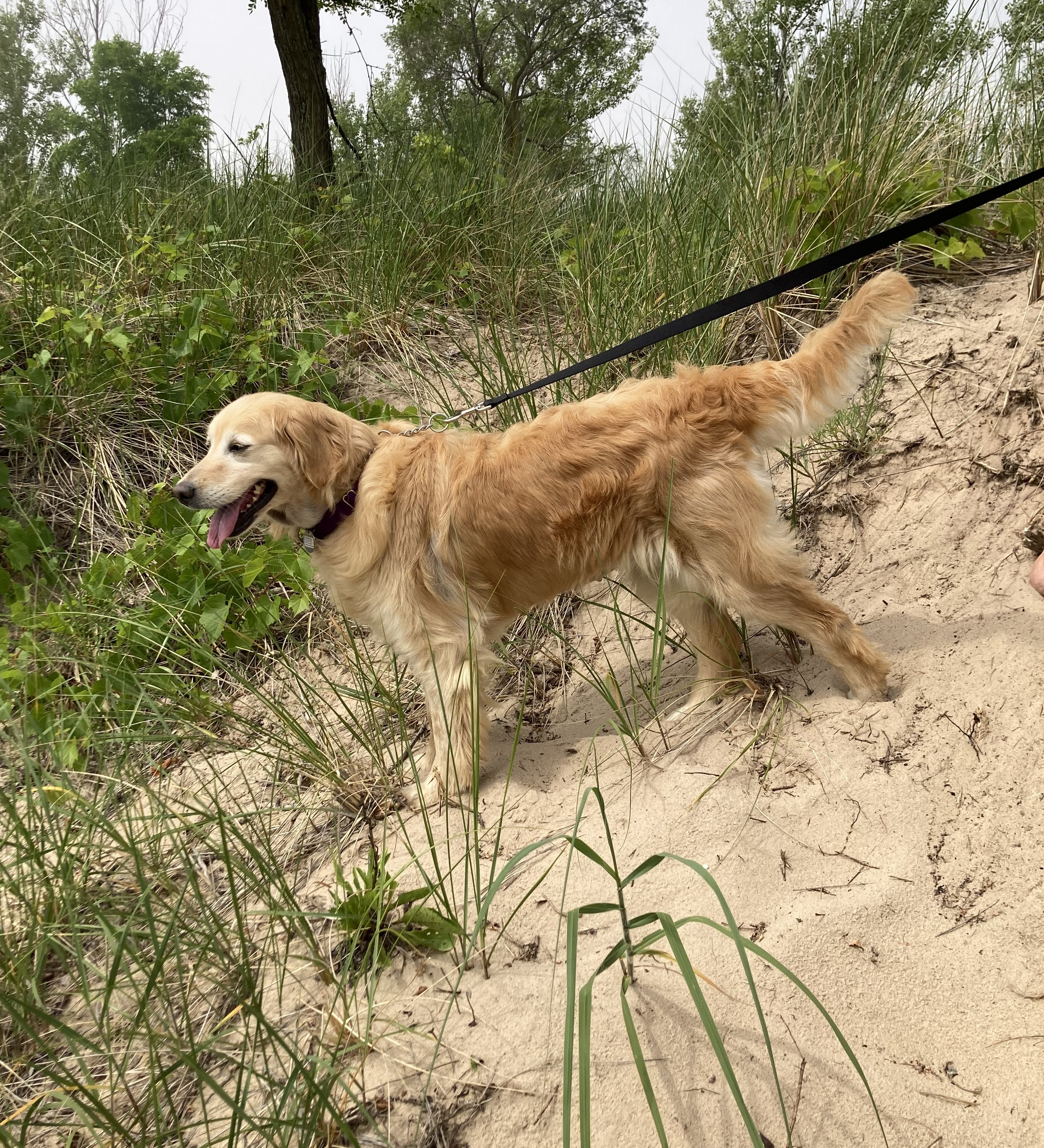 Enlarge Izzy, a Adopted Golden Retriever in Grand Rapids, MI image 2/3