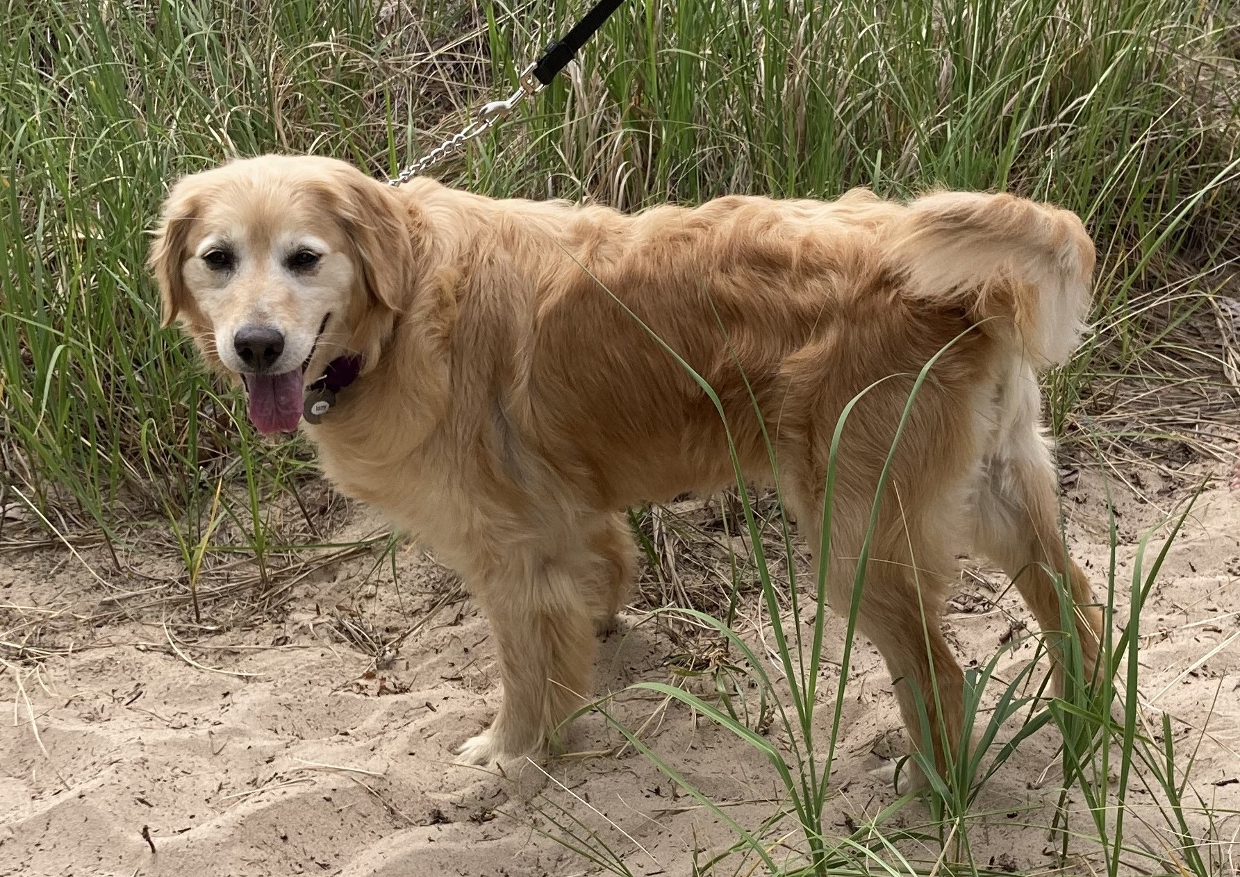 Enlarge Izzy, a Adopted Golden Retriever in Grand Rapids, MI image 3/3