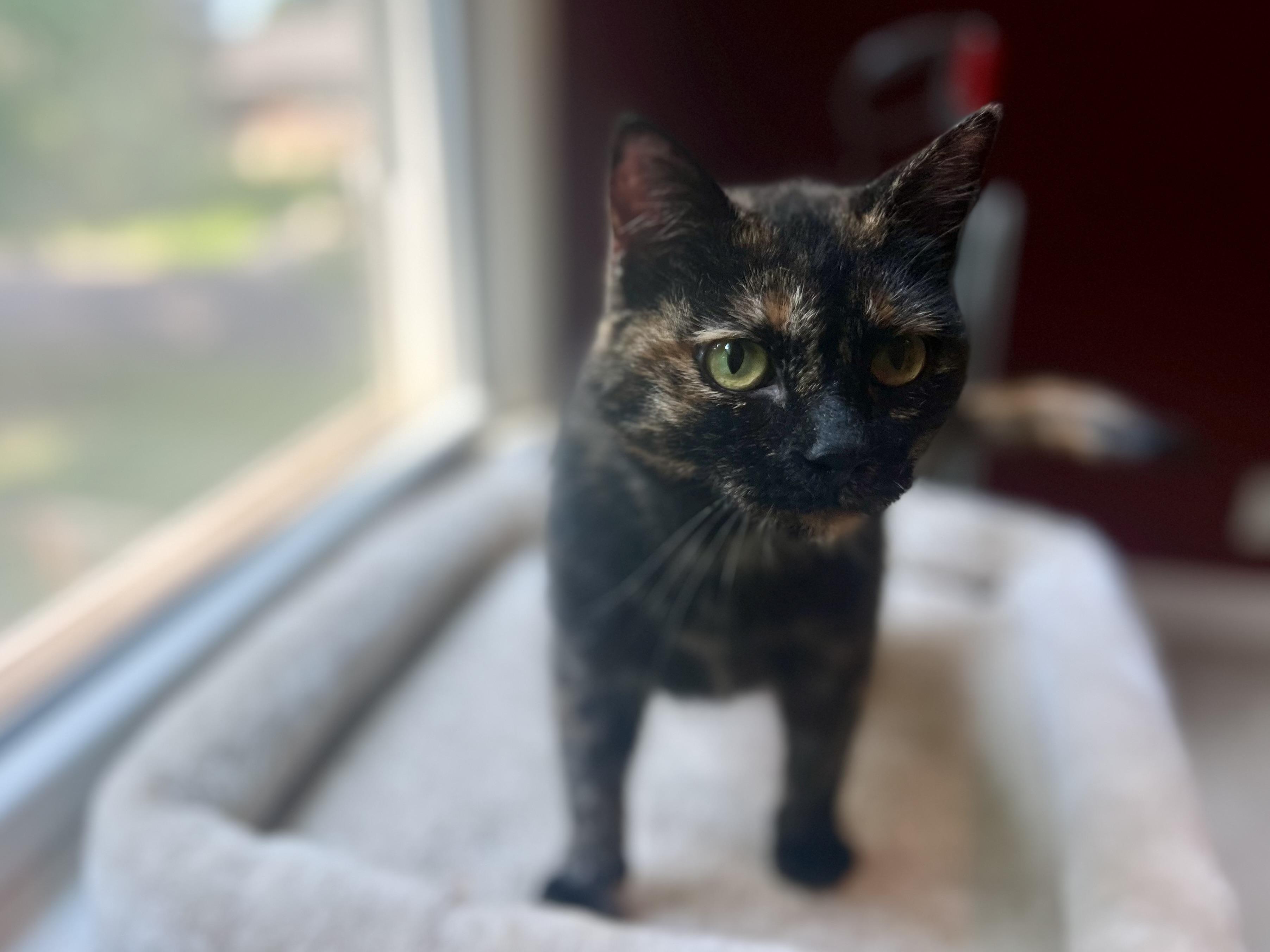 Enlarge Molly, an adoptable Domestic Short Hair in Sedalia, MO image 4/6