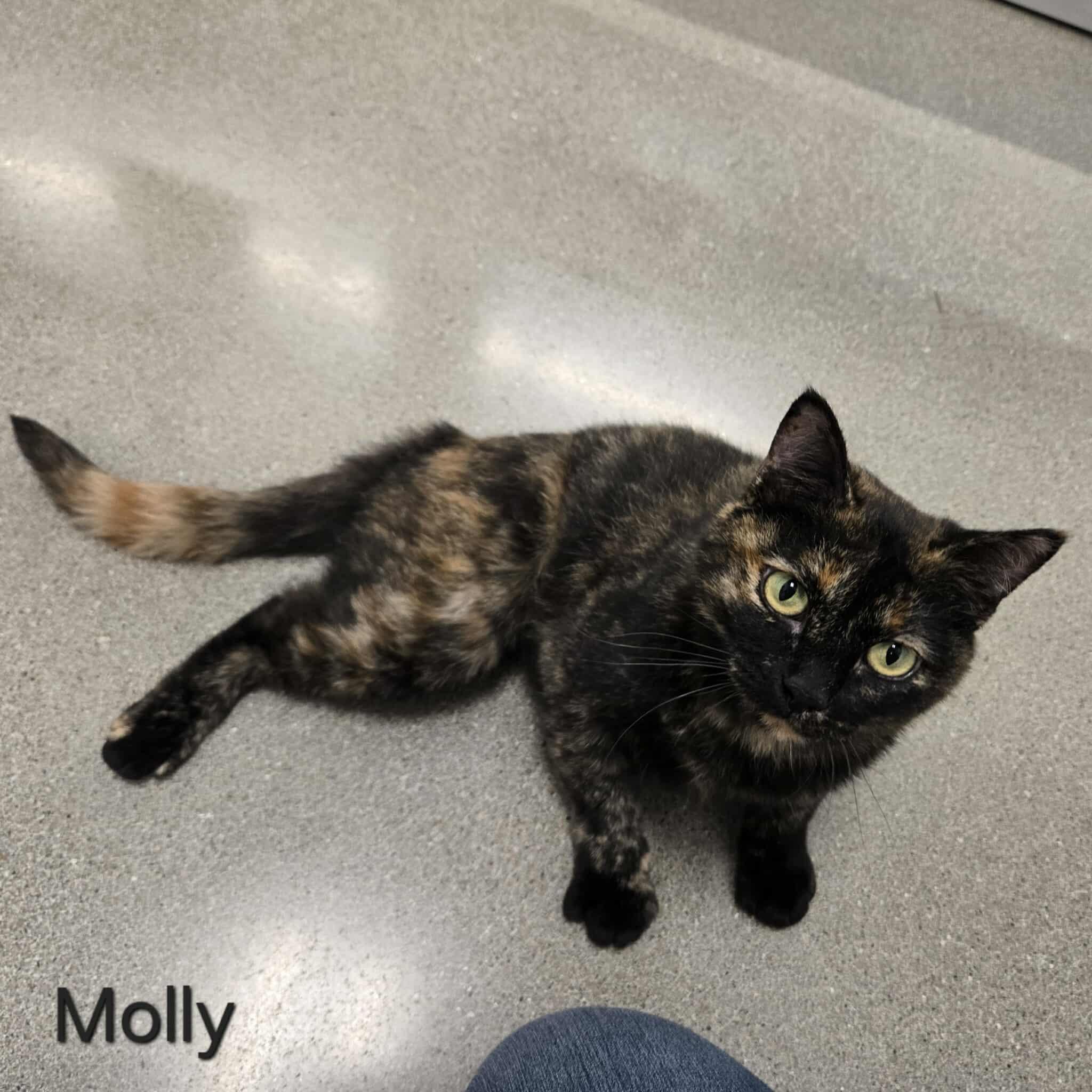 Enlarge Molly, an adoptable Domestic Short Hair in Sedalia, MO image 3/6